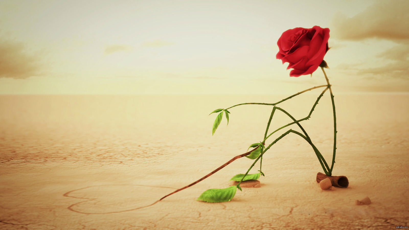 Я найду свое счастье по увядшим цветам. Одинокий цветок в пустыне. Красивый одинокий цветок. Цветок одиночества.