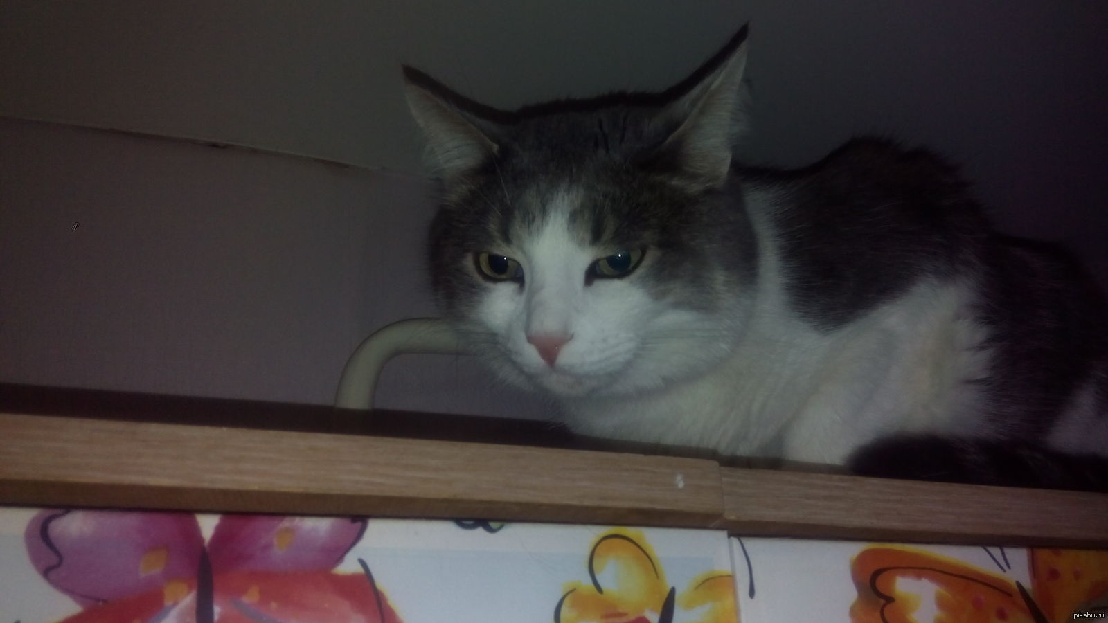 Кот для ловли мышей. Кот ловит мышь. Кошка охотится на мышь. После кастрации кот ловит мышей. Кошка ловит мышь.