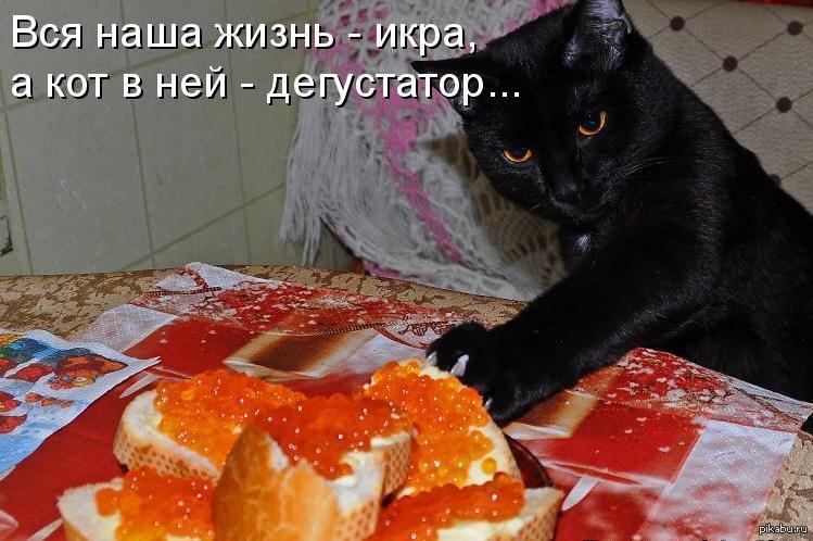 Кошка весь день не ест