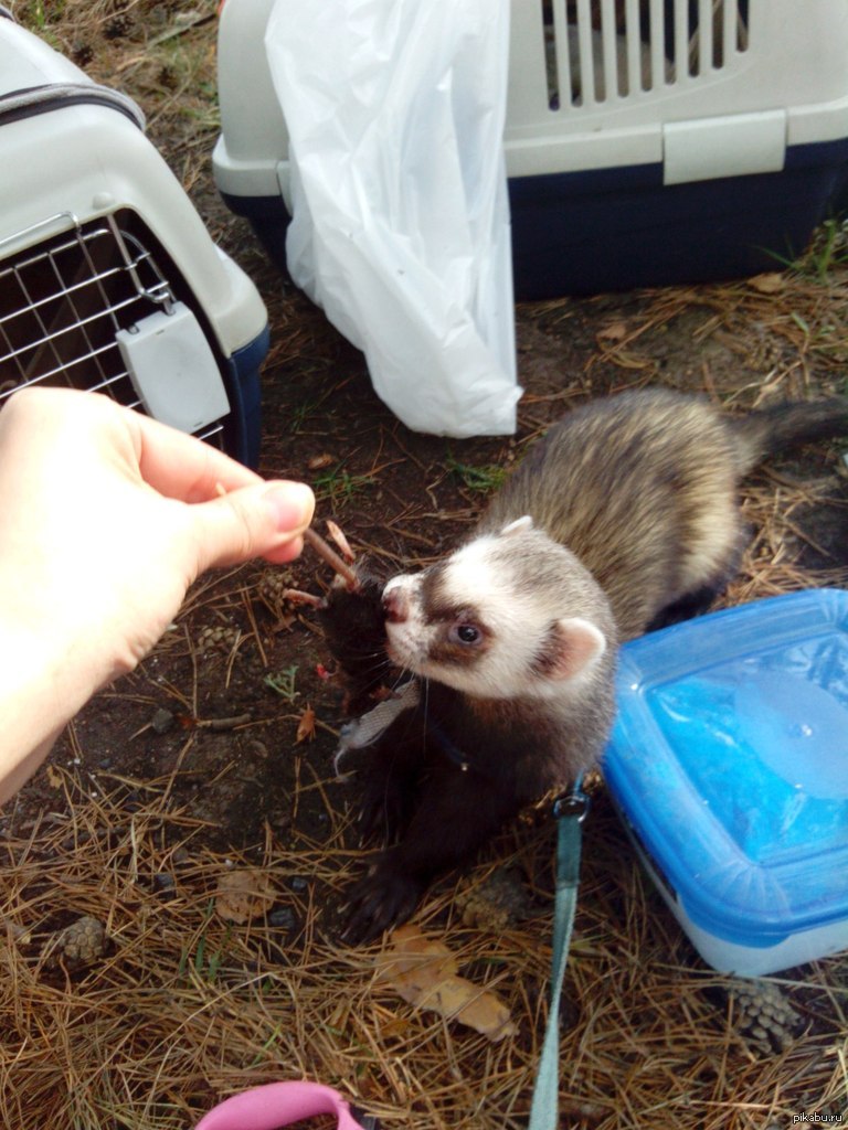 Обед хорька на пикнике | Пикабу