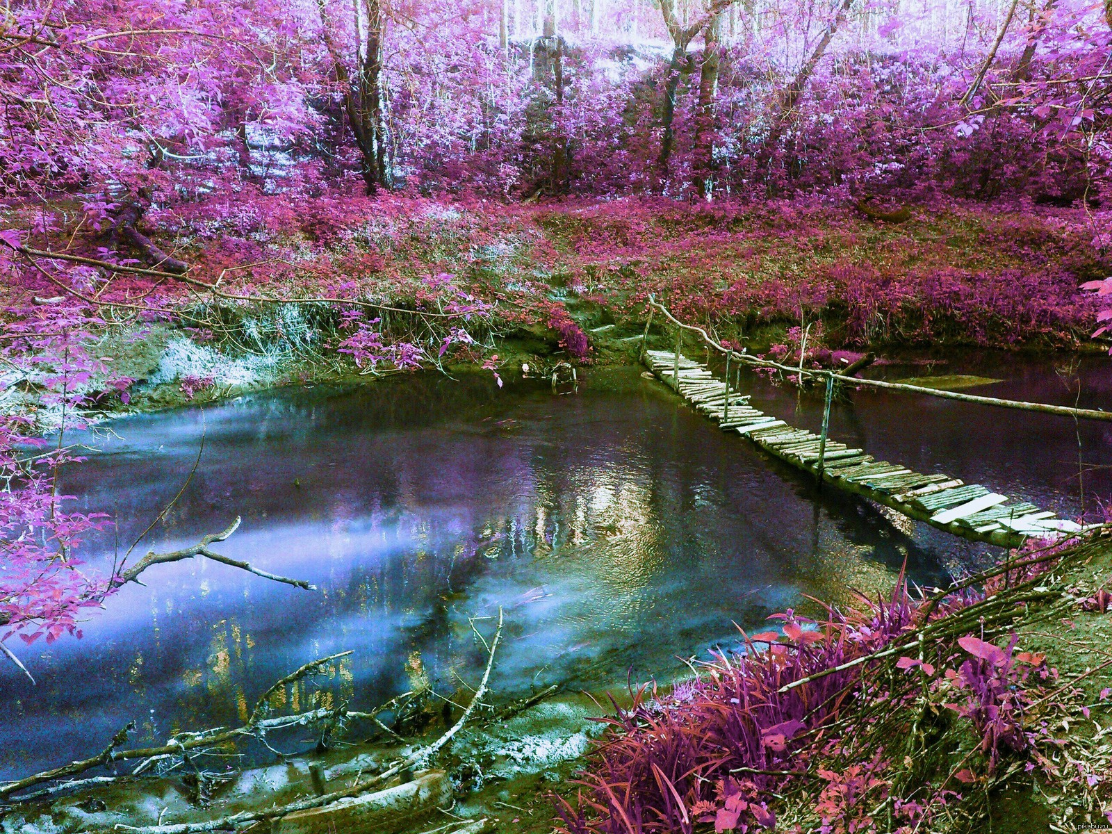 По над рекой сад цветет. Сад Сакуры в Японии. Цветущая Сакура Раевка. Сакура и ручей. Японский весенний сад Цукияма.