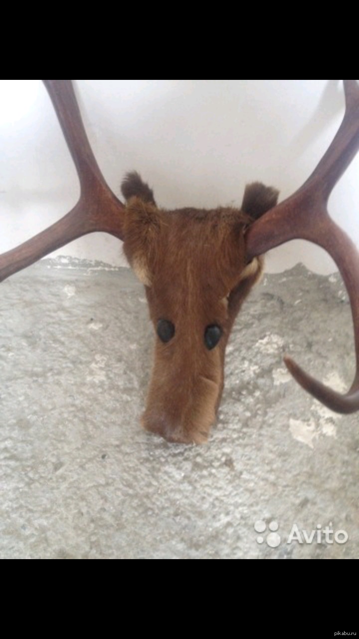 Авито олень. Упоротый олень. Фото упоротого оленя. Собака олень авито Мем. Купить олененка авито.