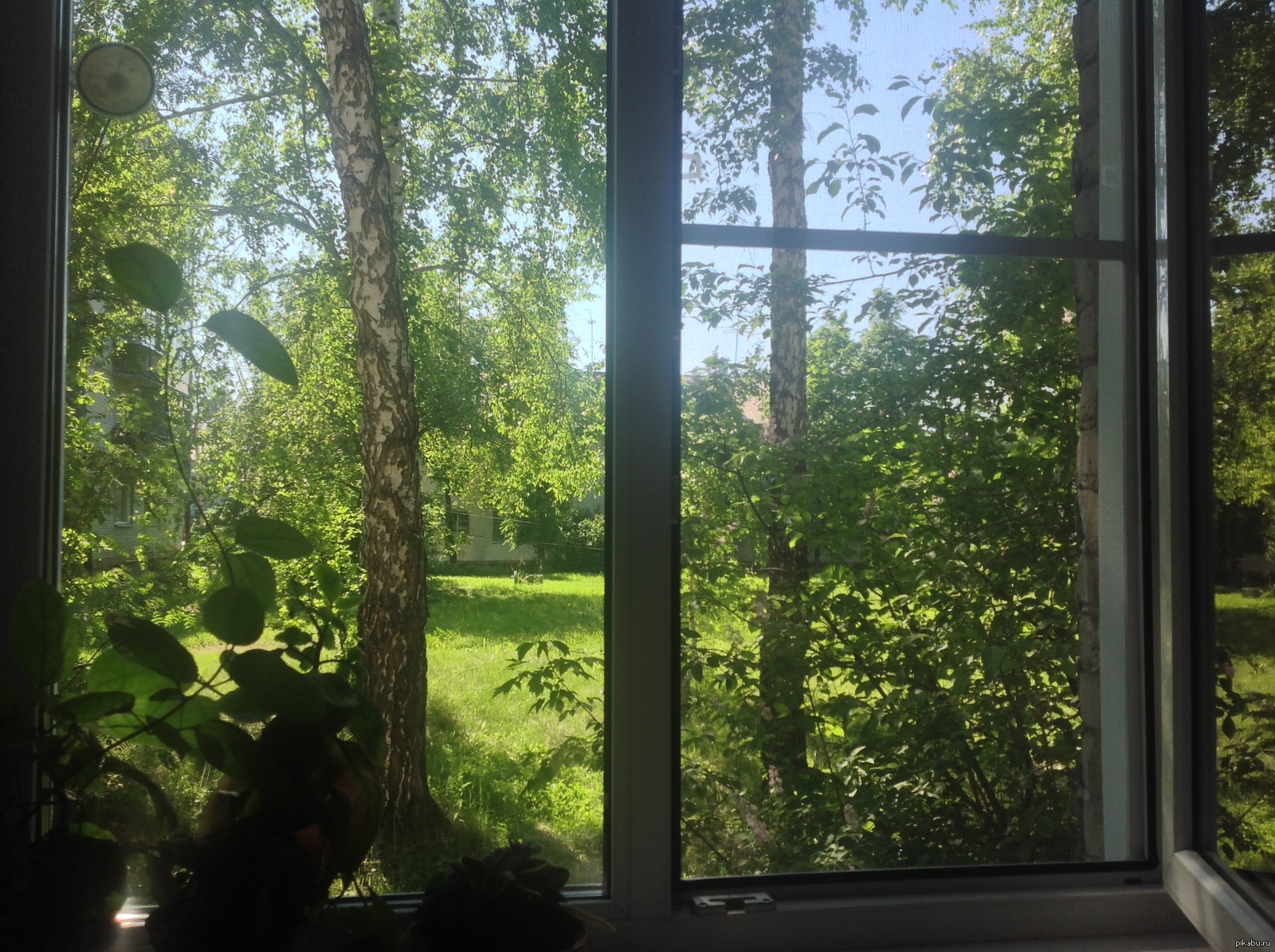 Купить окно видное. Вид из окна. Вид из окна на лес. Вид из окна на природу. Вид из окна деревья.