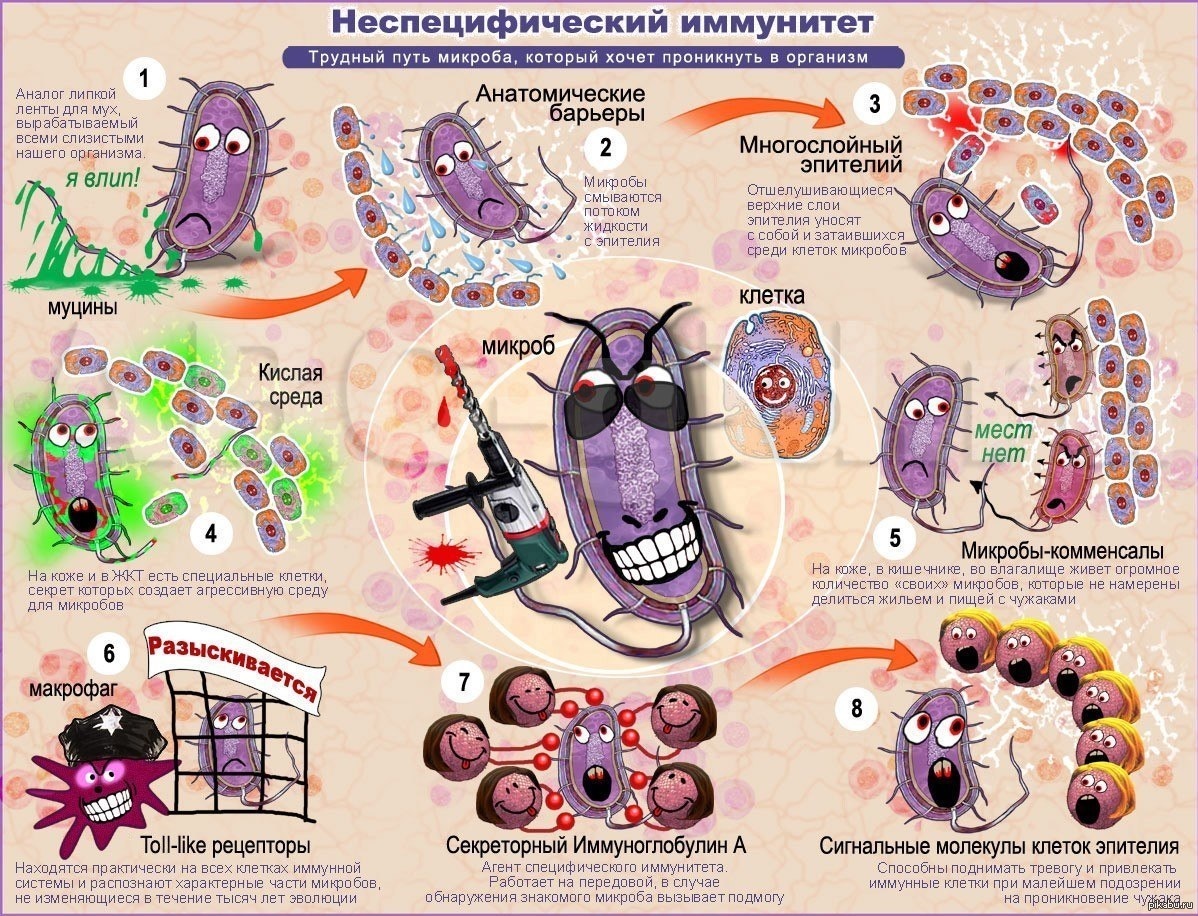 Иммунные часы. Плакаты по микробиологии. Плакат бактерии. Вирусы и бактерии плакат. Плакат по биологии.