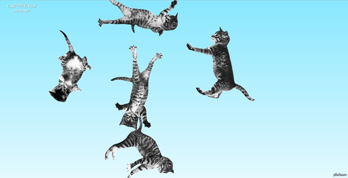 Много снизу. Котик вид снизу. Cat Bounce. Кошка прыгает вид снизу. Танцует вид снизу.