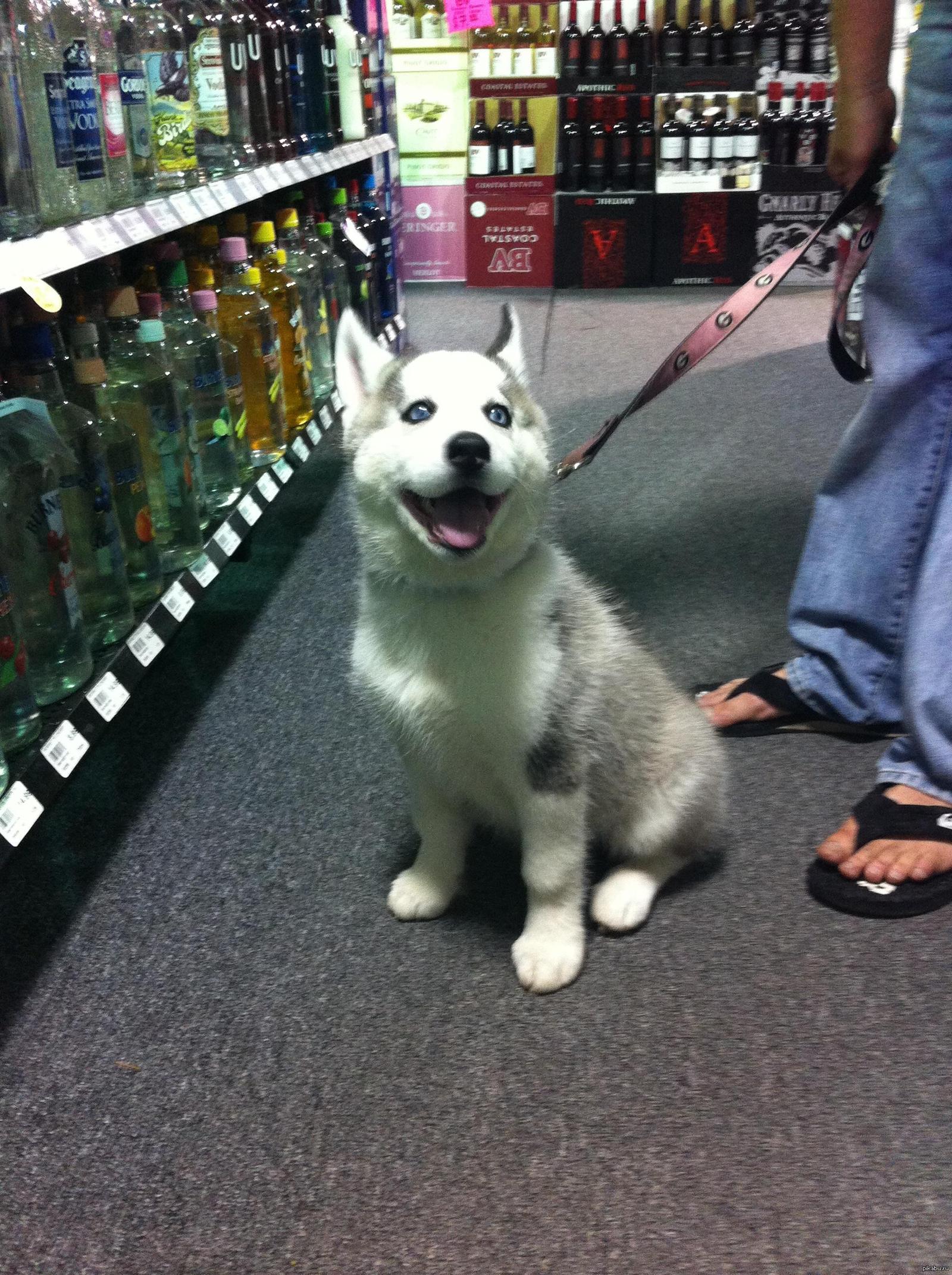 Хаски магазин. Husky Store. Husky shop