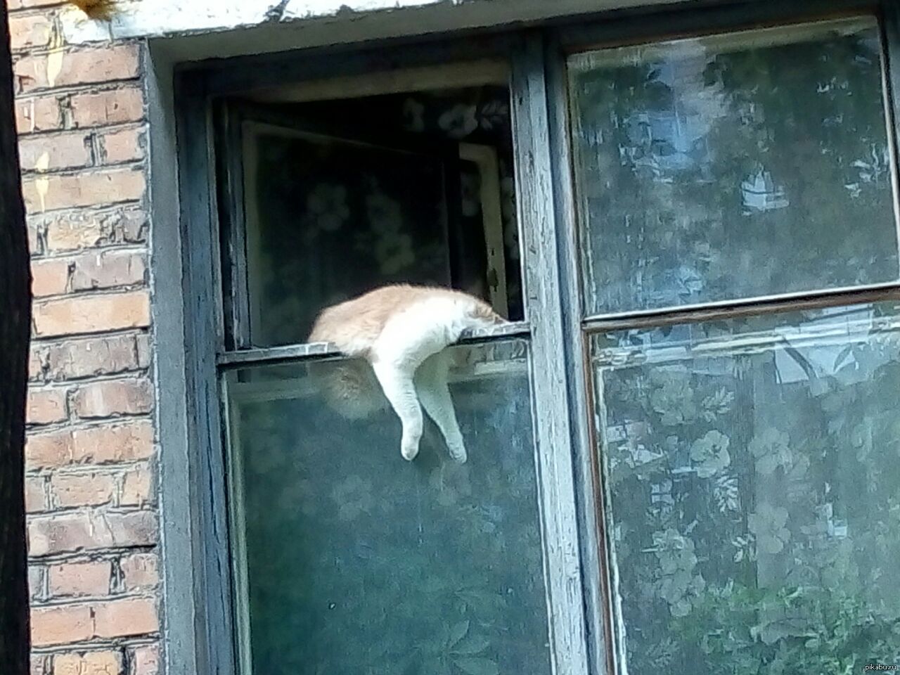 Кот и релакс | Пикабу