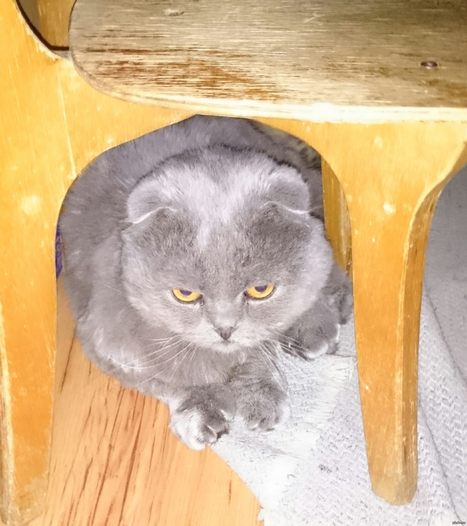 Как то я забыл покормить кота... | Пикабу