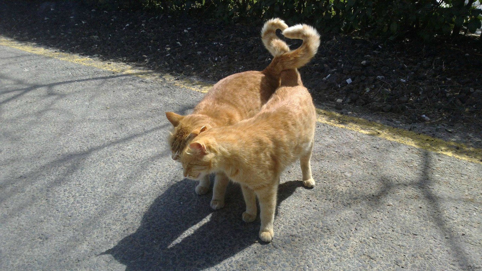 Животные без яиц. Кот с хвостом. Котики с хвостами сердечком. Коты обнимаются хвостами. Кошки хвосты сердечком.