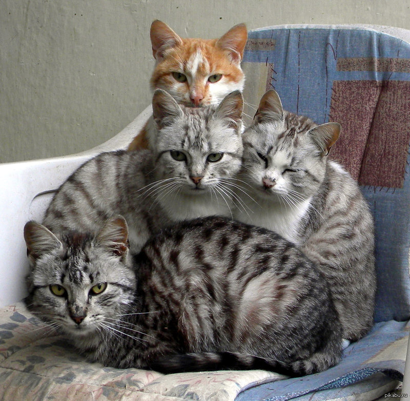 Четверо кошек. Четыре кота. Кошачья семья. Много кошек.