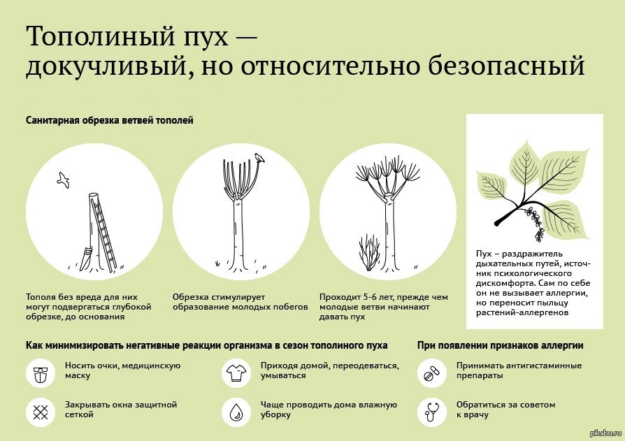 Аллергия на пух тополя. Виды обрезки деревьев. Деревья вызывающие аллергию. Аллергия на Тополиный пух симптомы. Аллергия на Тополь.