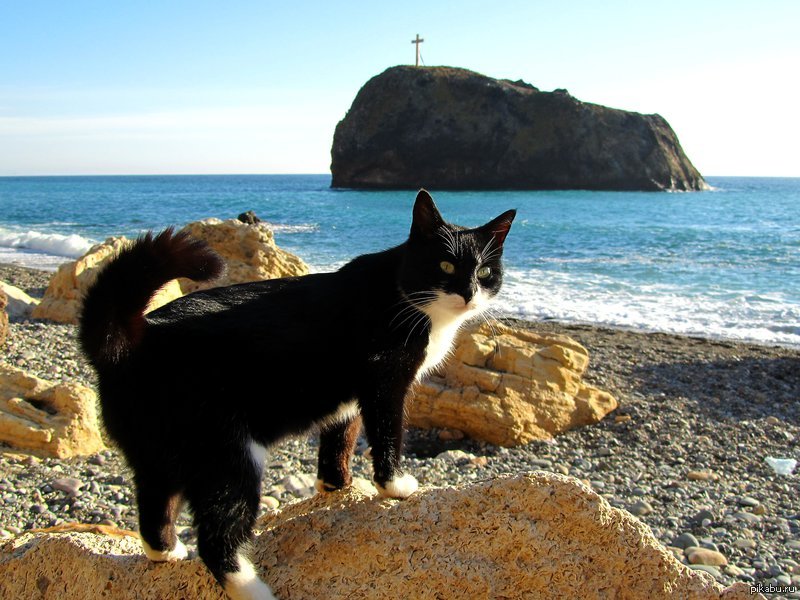 Фото собаки и кошки на море