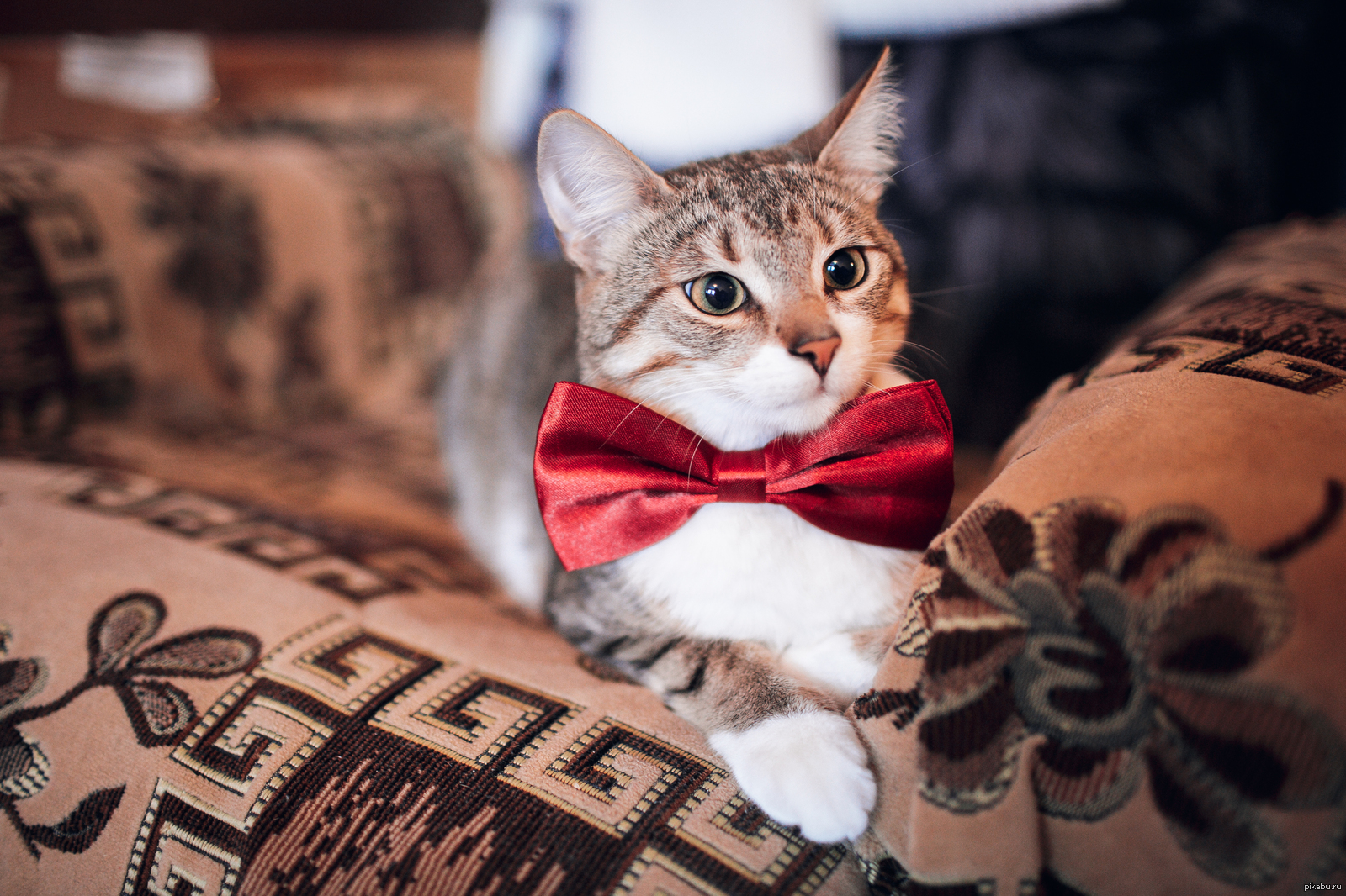 Кошечка с бантиком. Кошка с бантом. Котик в галстуке. Котик с бантиком. Кот в бинтах.