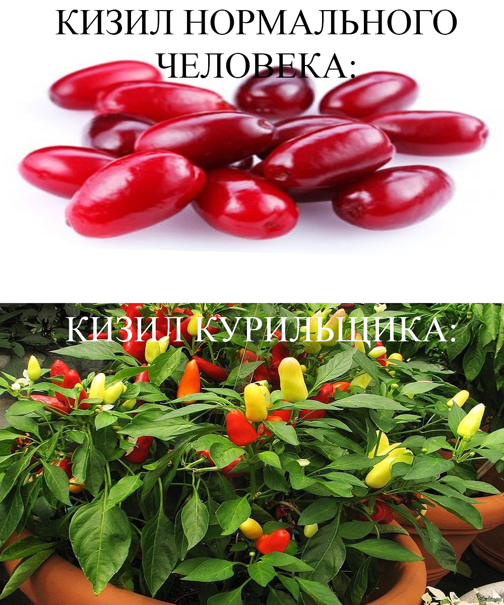 Как я кизил с перцем перепутал. | Пикабу