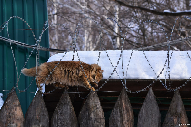 Ходи котом. Кошка идет по забору. Кошки из забора. Забор для кошек на даче. Звери на забор.