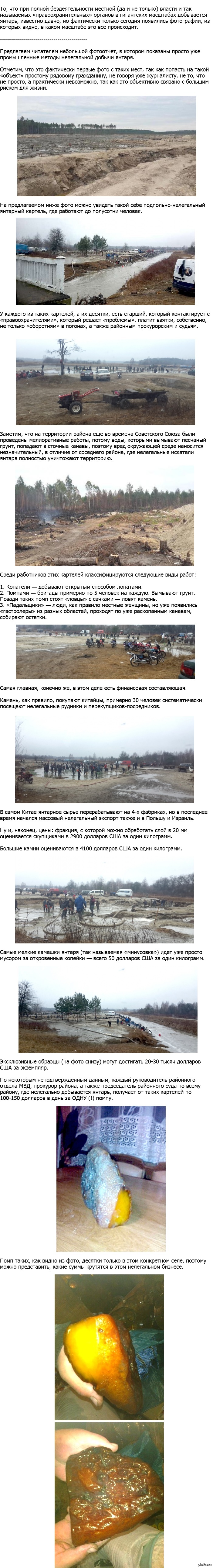Как нелегально добывают янтарь | Пикабу