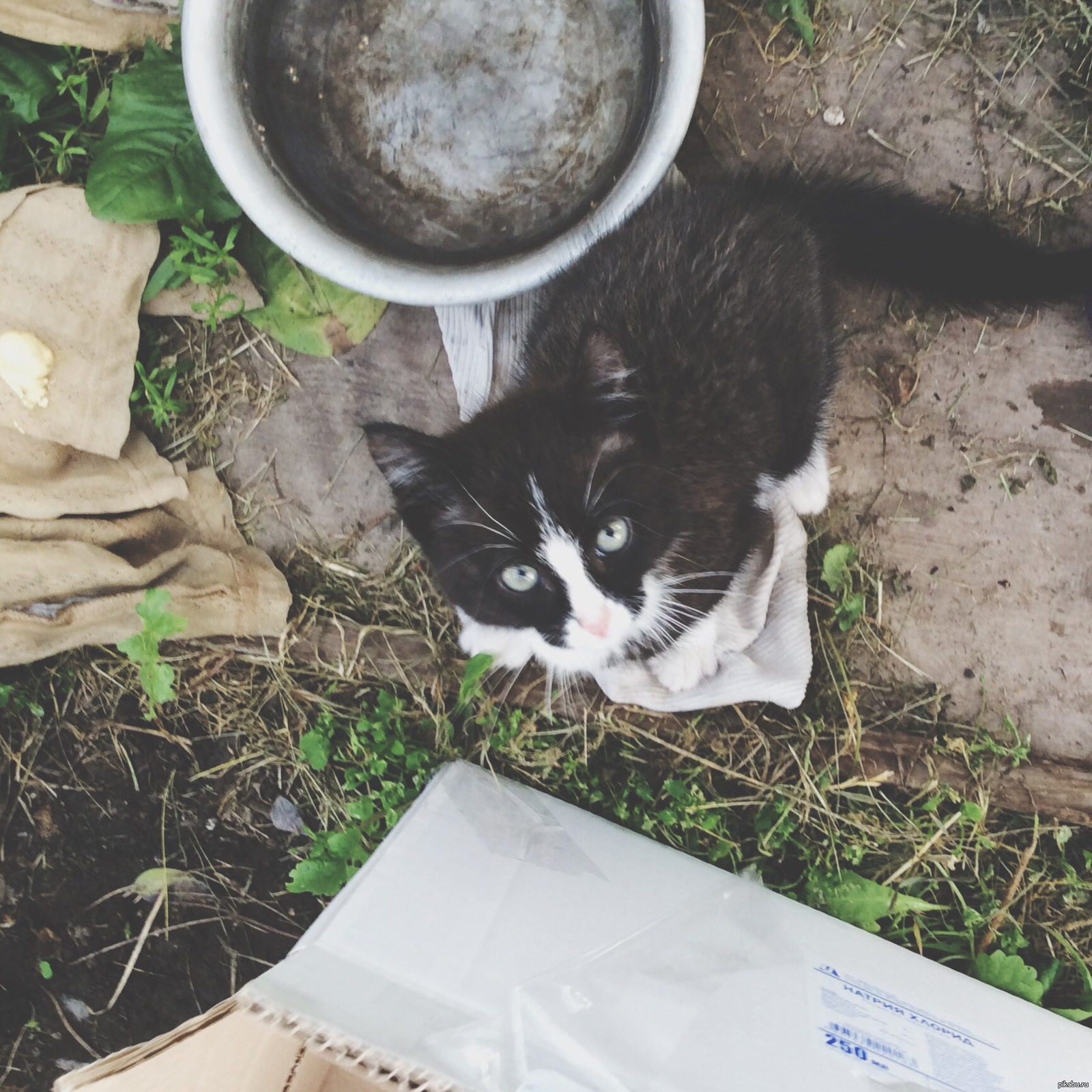 Guys! Help the cat find a home! I will take you wherever you need (Yekaterinburg/Revda/Pervouralsk/Bilimbai) - My, Yekaterinburg, Pervouralsk, Help, Good league, cat, 