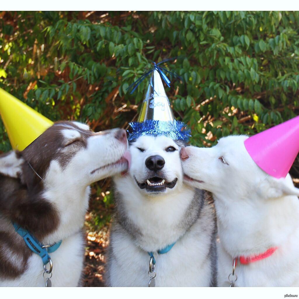 Прикольные праздники картинки. С днем рождения хаски. Собака в колпаке. Животные в колпачках. Животные в праздничных колпаках.