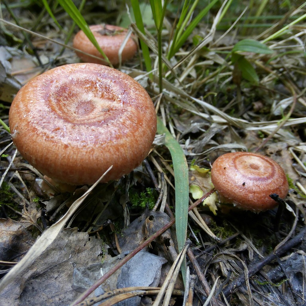 Покажи рыжика. Рыжик Сосновый/Боровой (Lactarius deliciosus);. Рыжики грибы. Гриб Рыжик Боровой. Еловик гриб.