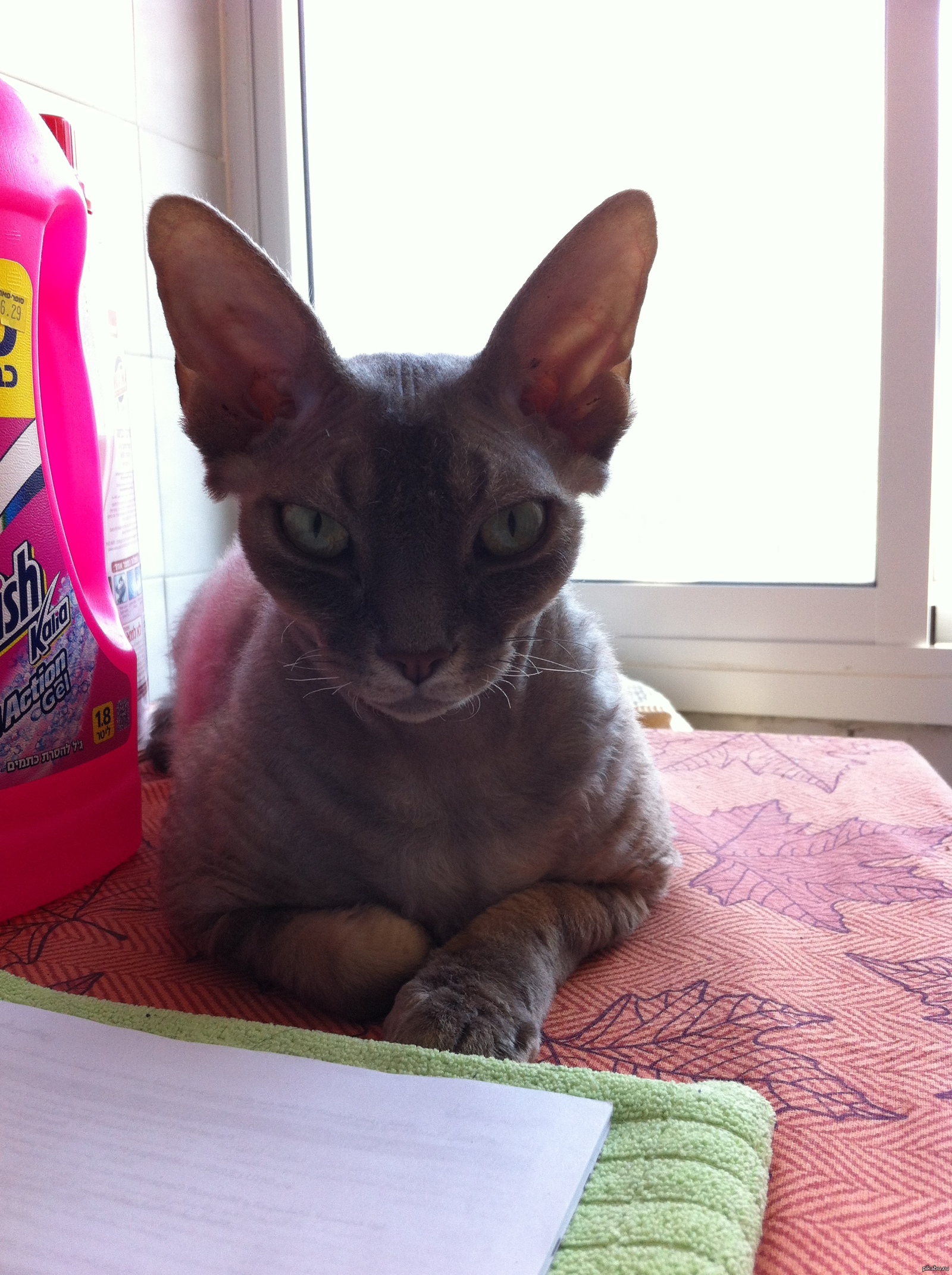 Мой кот (порода Девон Рекс) | Пикабу