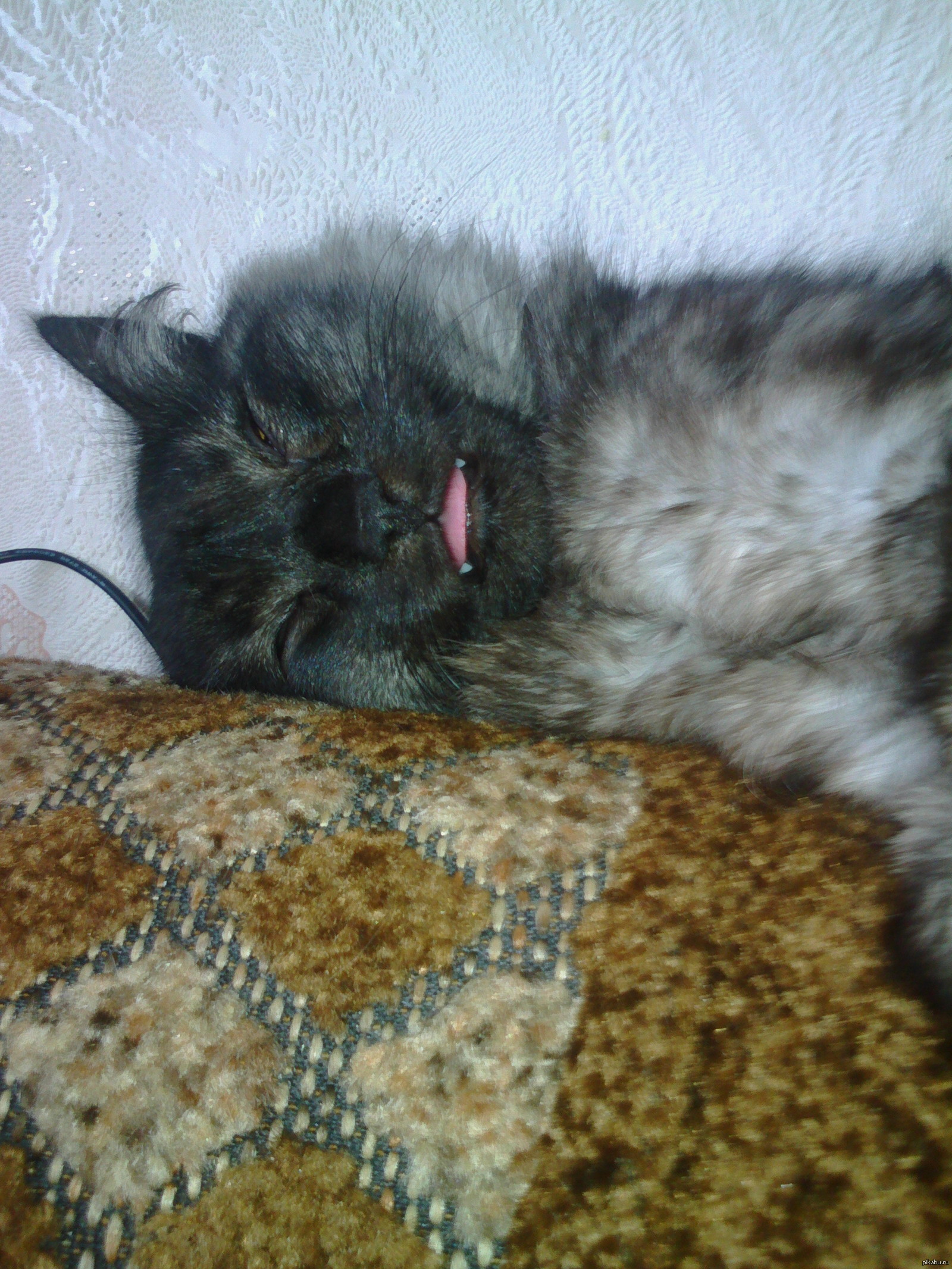 Котэ спит) | Пикабу