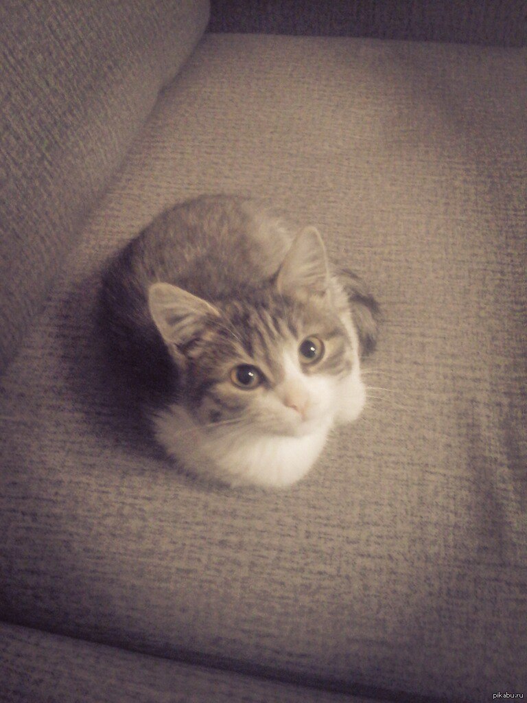 Котейка | Пикабу