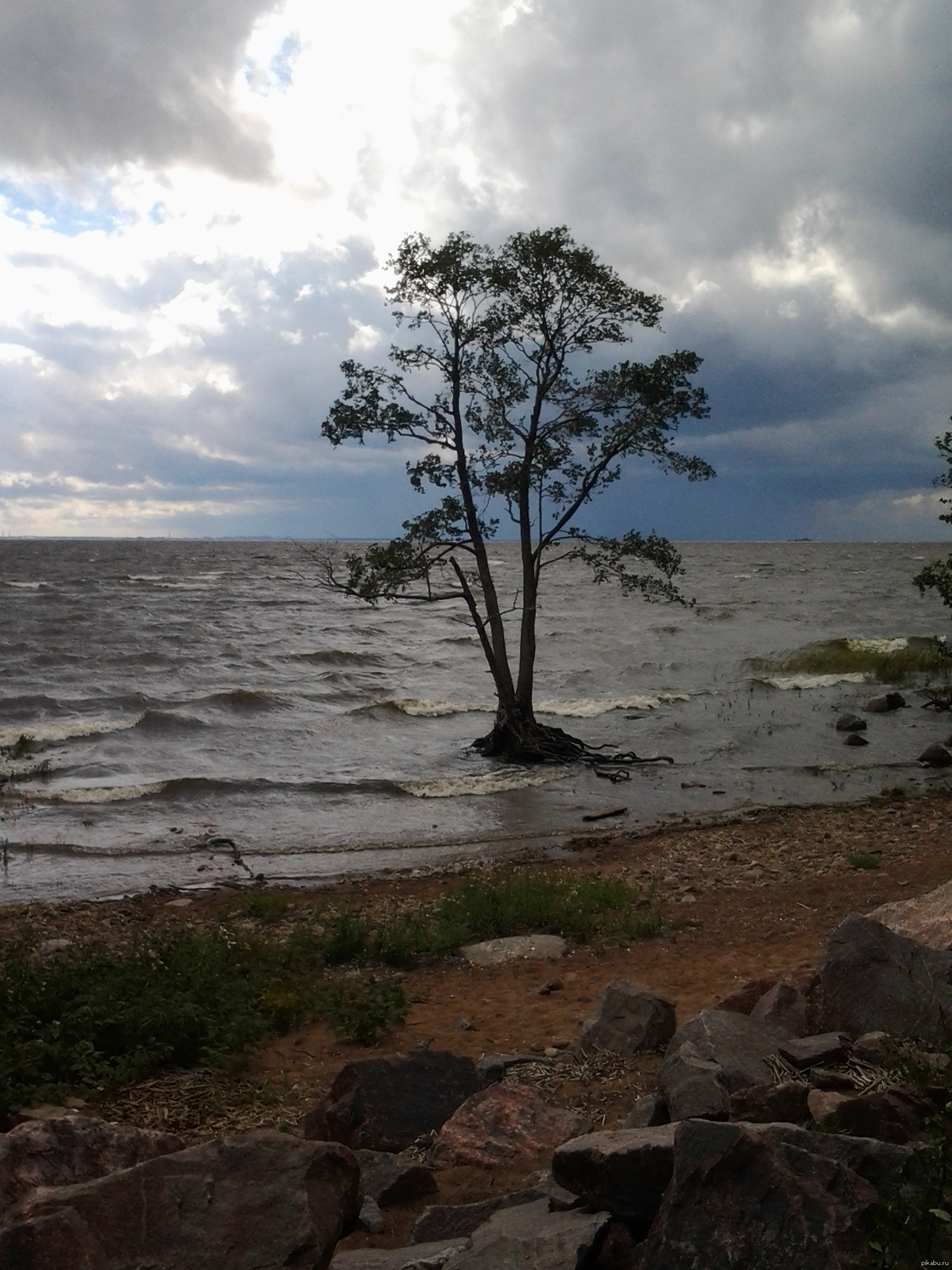 И в воде растут деревья | Пикабу