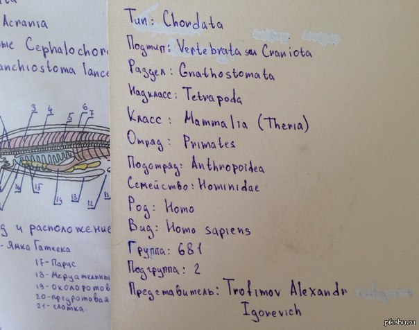 Систематика меня. | Пикабу