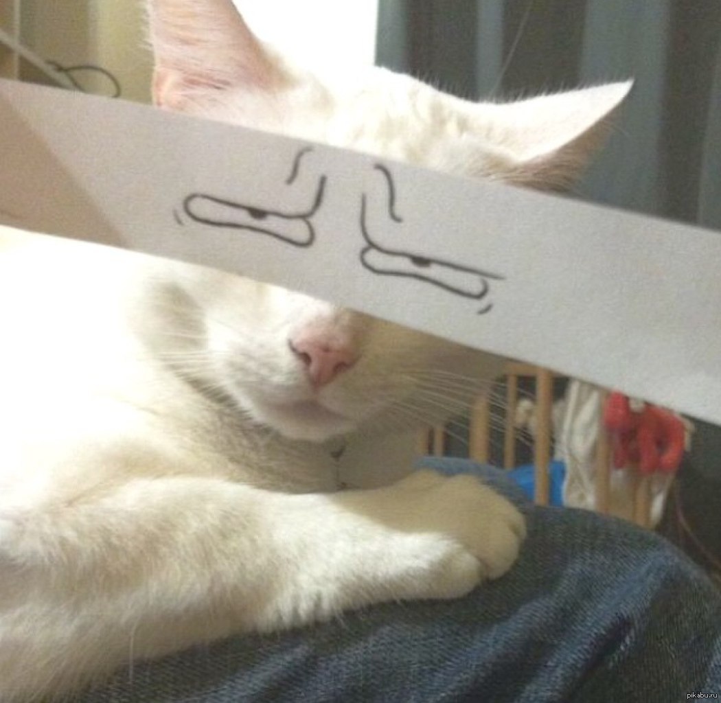 Пикчи с котами