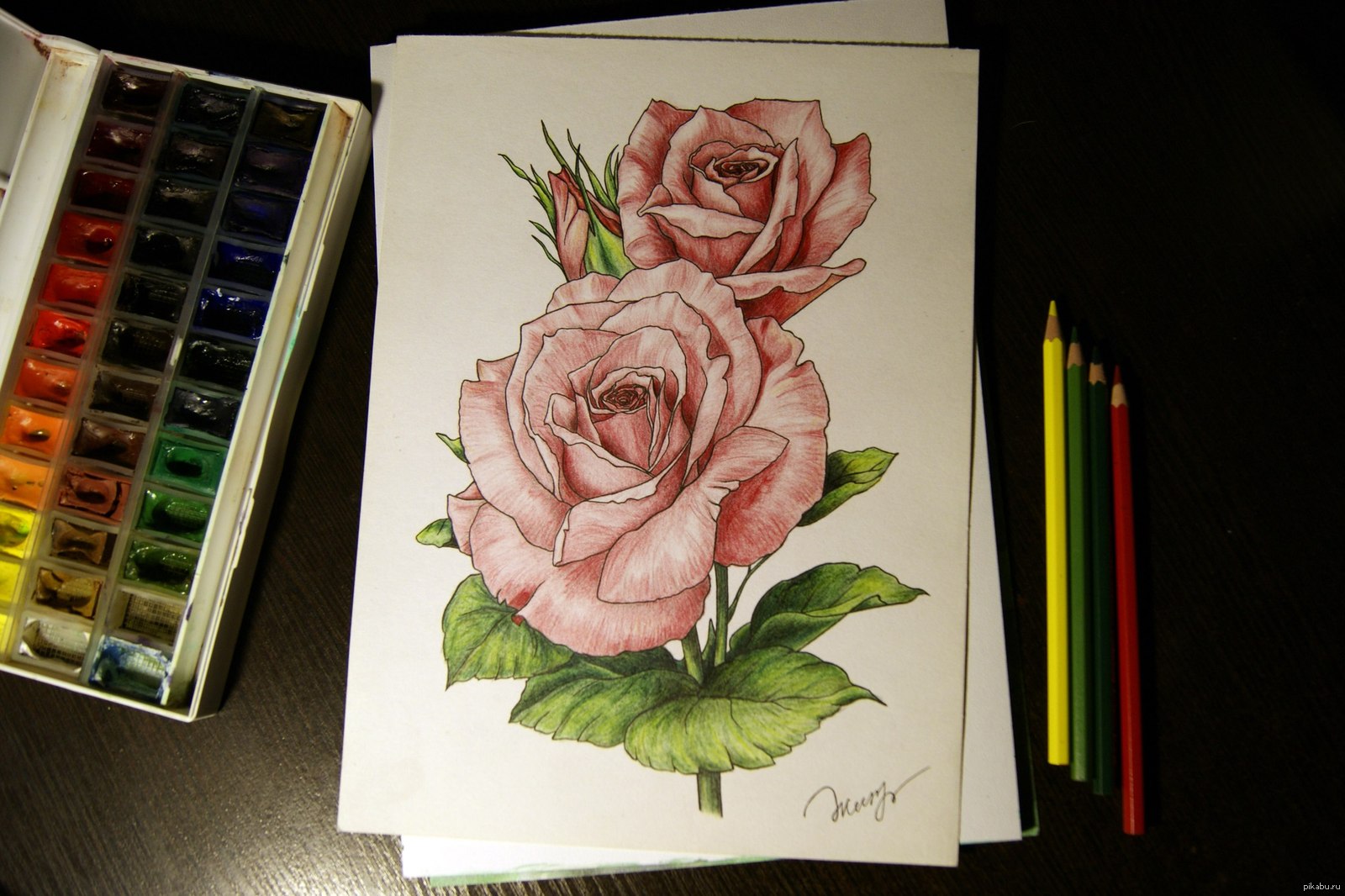 Рисунки розы цветными карандашами