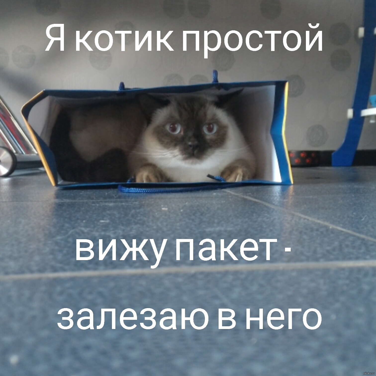 Просто котики. Я кот простой. Я просто котик. Я котик.