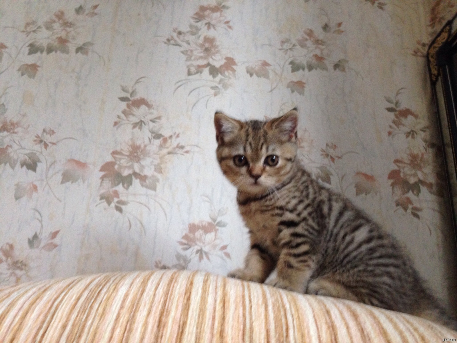 Тигровый вислоухий котенок