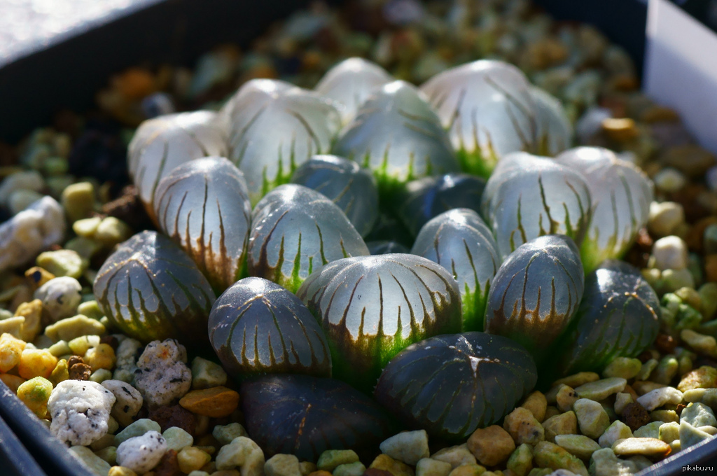 Суккуленты Haworthia cooperi