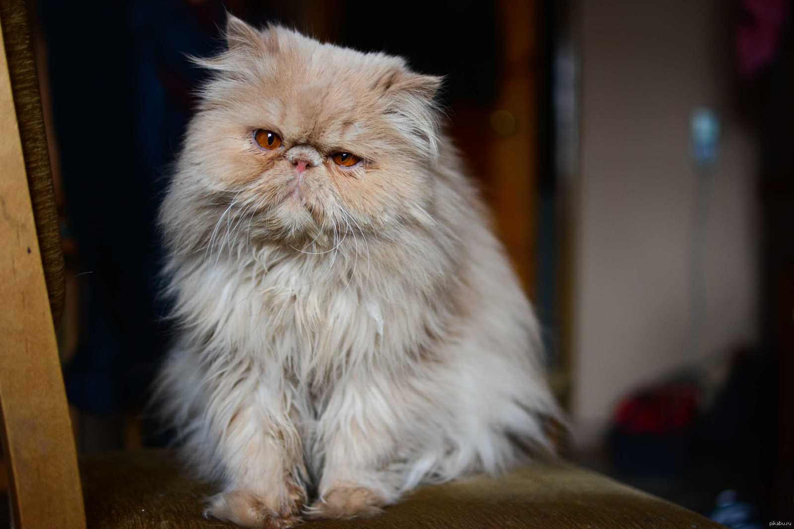 Мой котофей =) | Пикабу