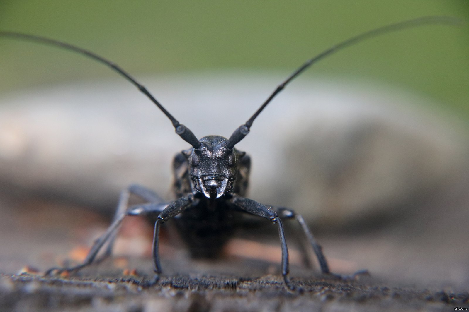 Стригун. Дальневосточный усач Жук. Жук усач макро. Monochamus Sartor. Жук усач дровосек морда крупным планом.