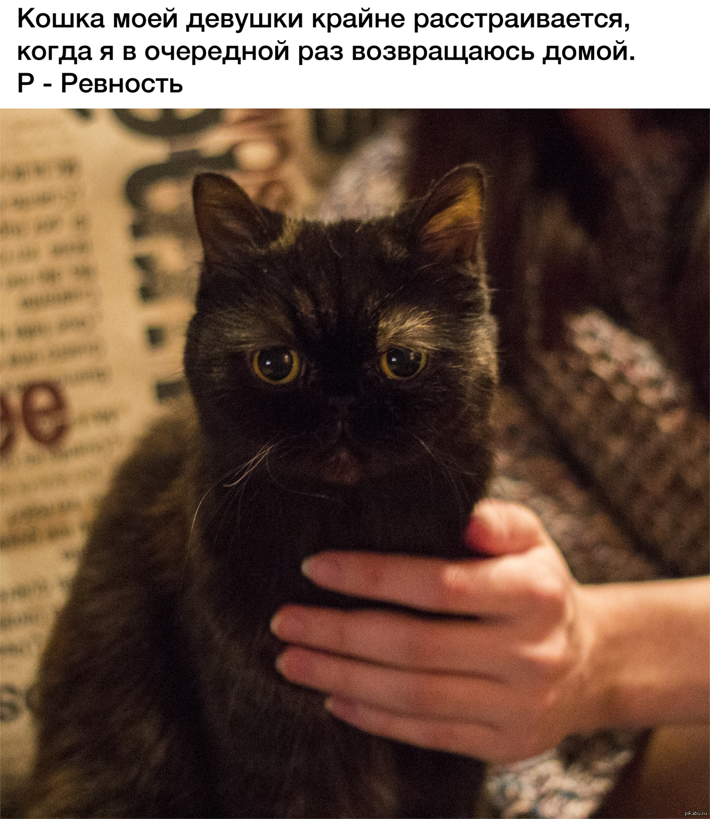 Кошка ревнует кота. Кот ревнует. Ревность кошки. Кот ревнует. Ревную котенка.