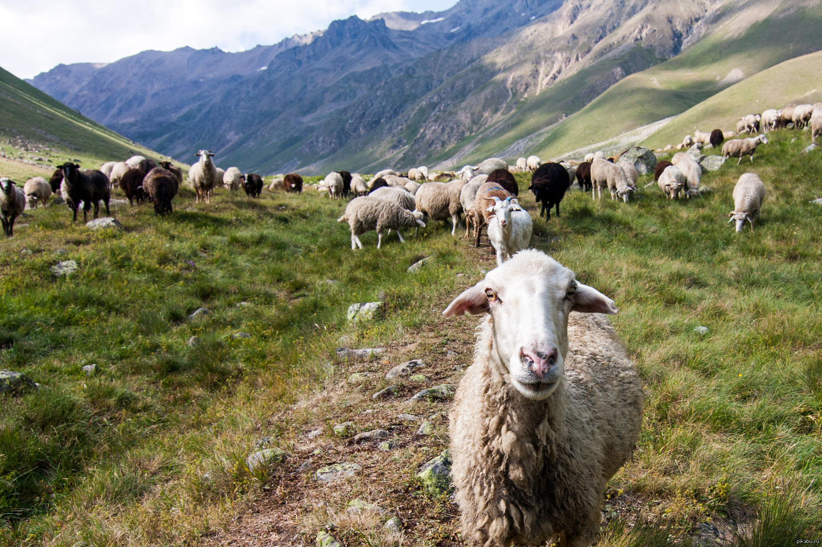 Два ягненка отошли от стада. Овцы. Пастух с овцами. Стадо овечек. Бараны и овцы.