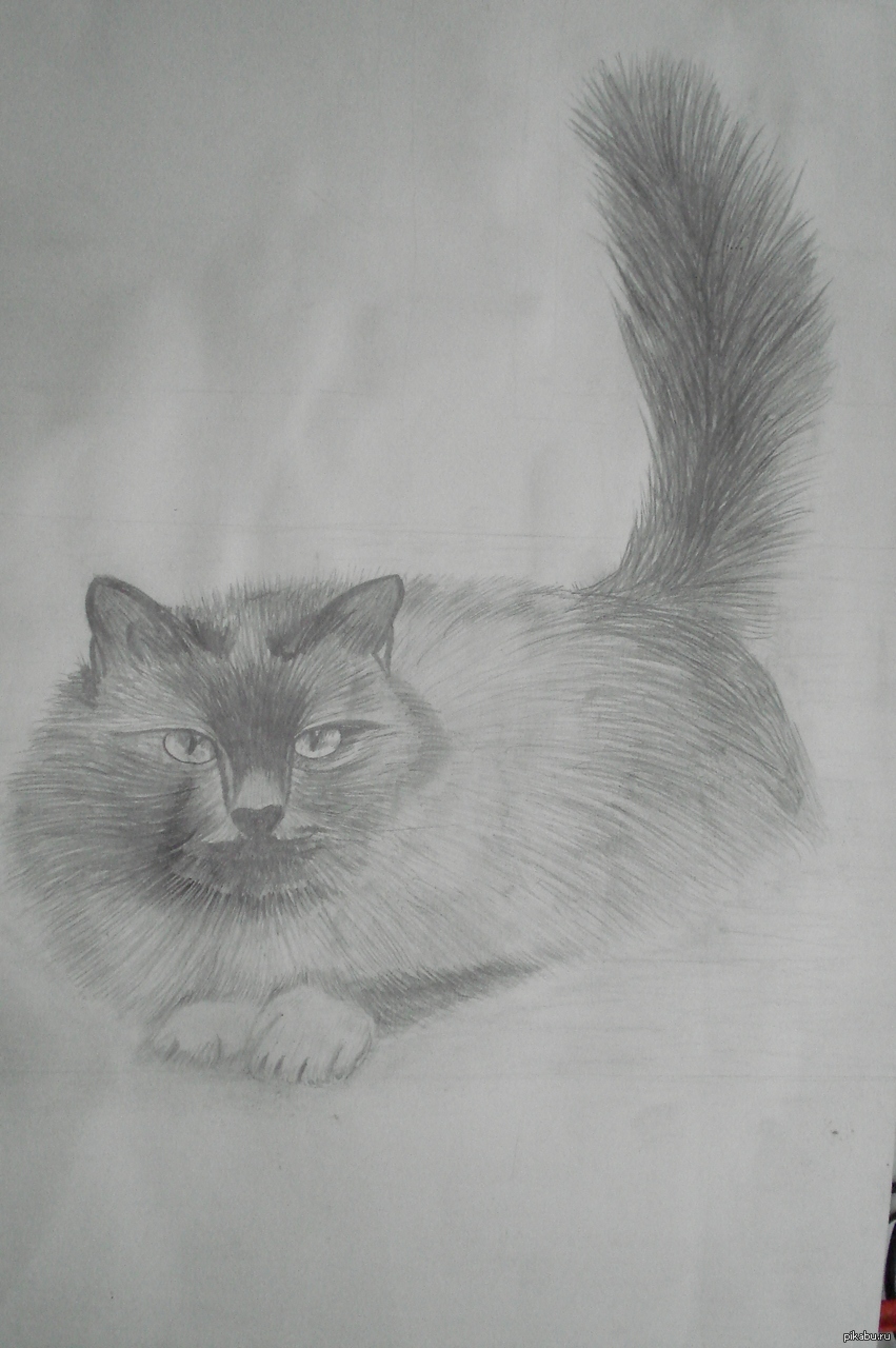 Котейка моя | Пикабу