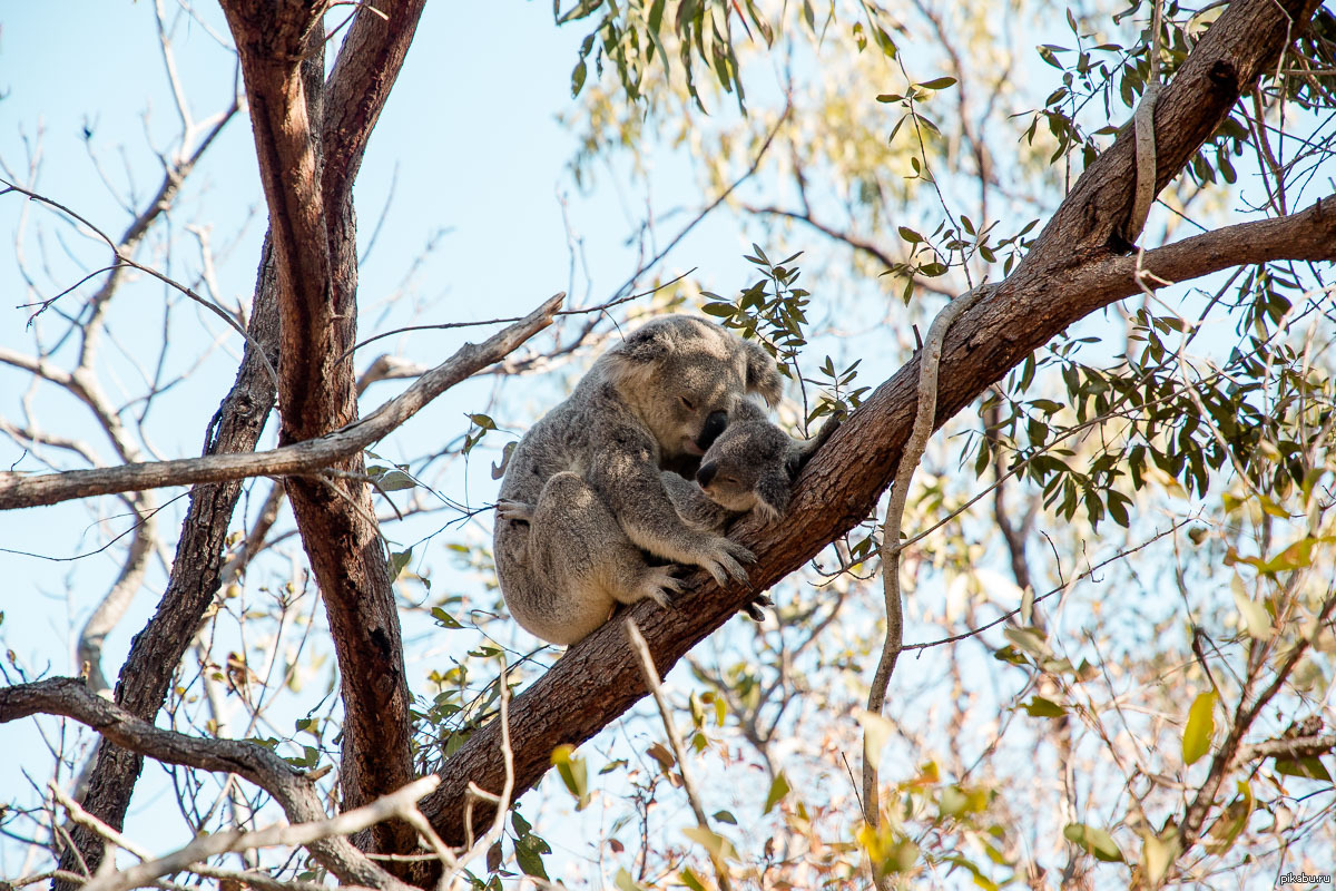 Mother koala and her baby - Koala, Animals, Milota, Tree