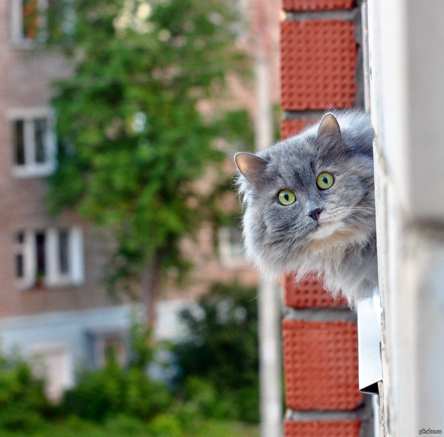 Cat looking. Кот выглядывает в окно. Кошка выглядывает из окна. Котенок выглядывает из окошка. Выглядывает из окна.