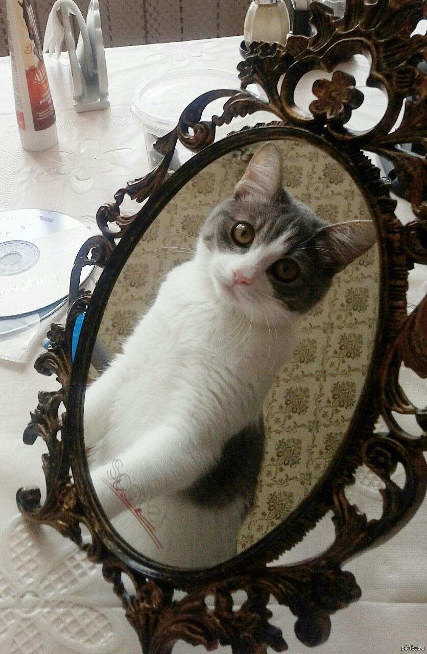 Зеркало кот