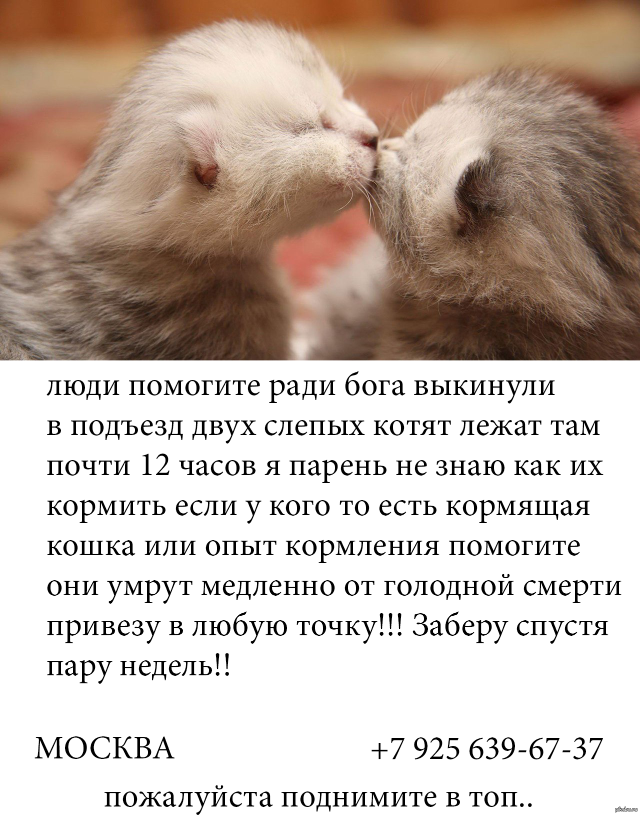 Помоги котенку. Помогите котятам. Пост с котятами. Котенок помогает. Пожалуйста еще новых котят пожалуйста.