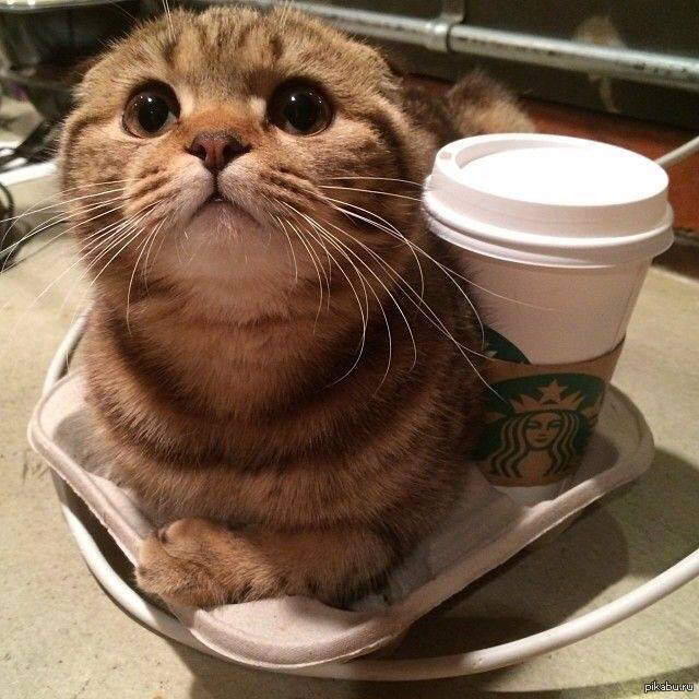Поставь попей. Кот и кофе. Кошка и кофе. Утро кофе кот. Кружка " кот, кофе".