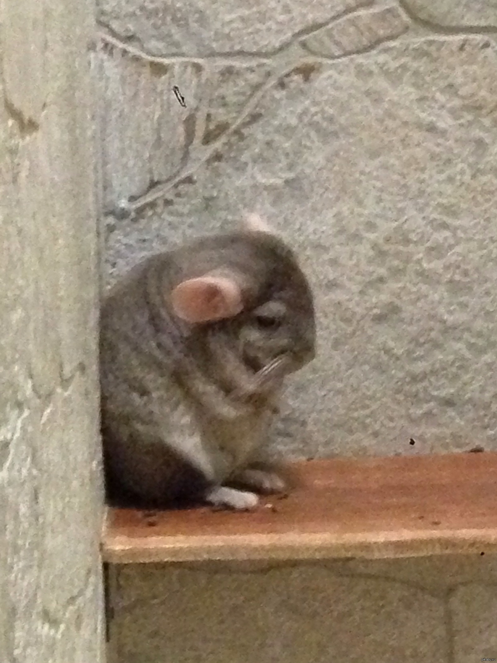 Мышки плачу. Печальная мышь. Грустная мышь. Плачущая мышь. Смешная мышь.