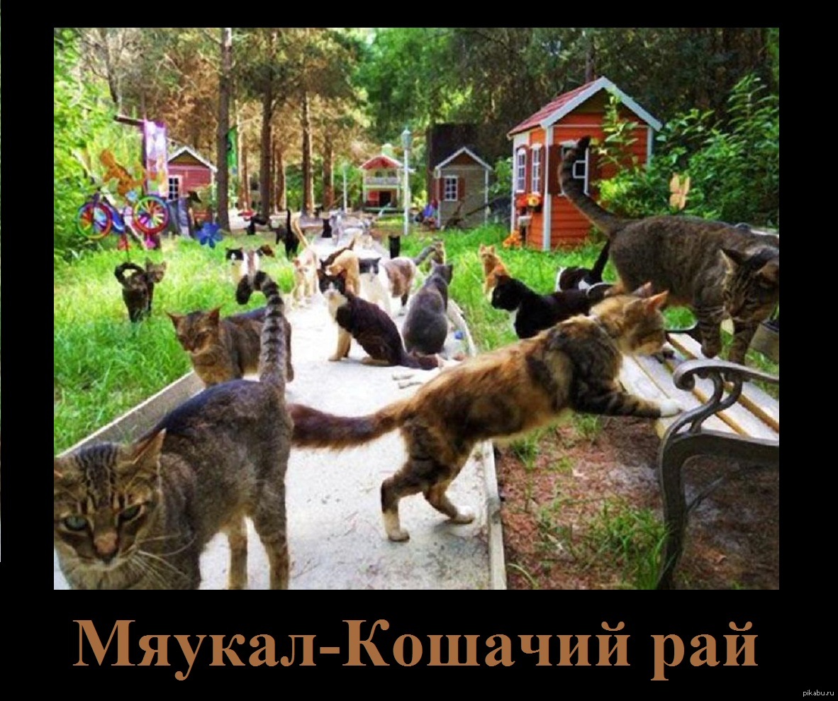 парк кошек в тюмени адрес