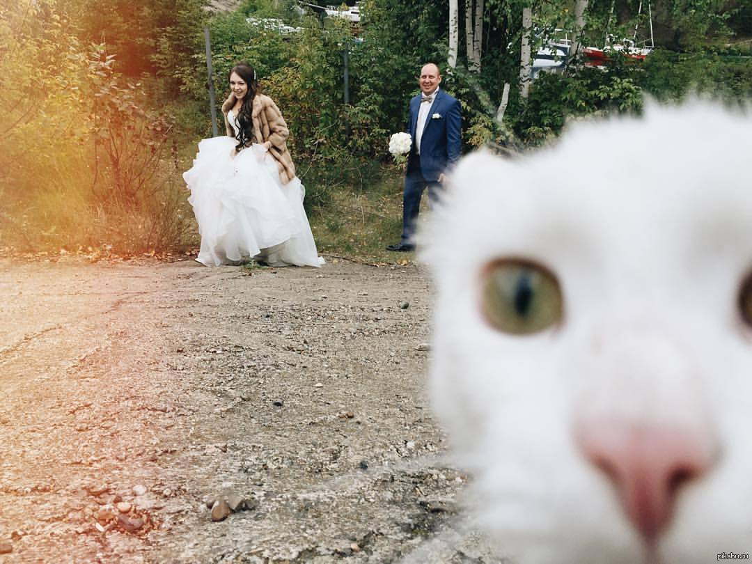 Кидать курицу. Смешные Свадебные фотосессии. Смешные кадры со свадьбы. Кошачья свадьба. Забавная невеста.