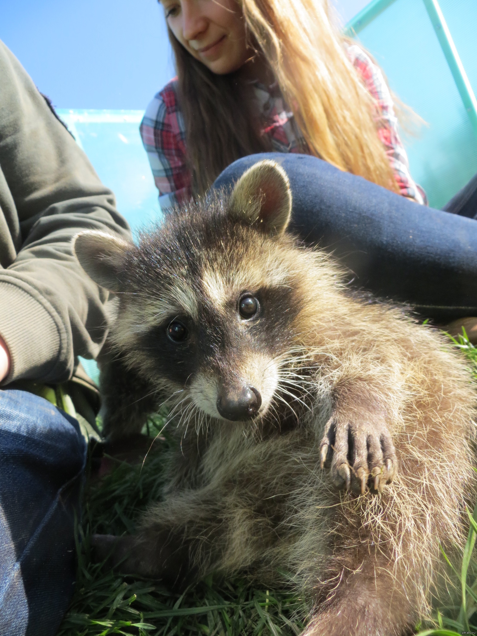 Baby Raccoon) - My, Raccoon, Animals, Milota, Dream