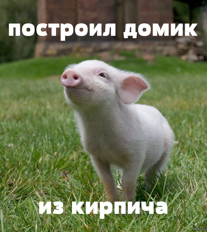 В продолжение темы мема с волком | Пикабу