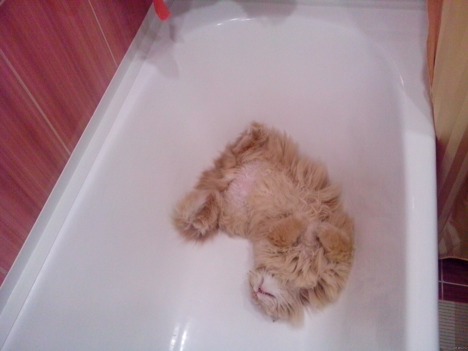 Кот в ванне говорит нормально. Котик в ванной. Кот лежит в ванне. Кот в ванне с пеной. Котик лежащий в ванне.