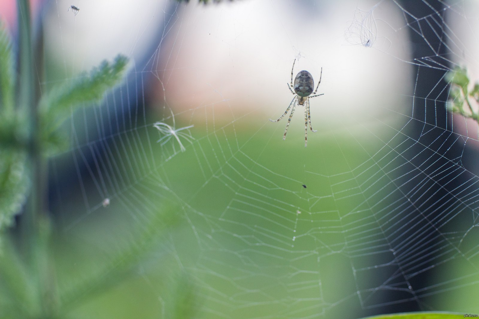 паук силен. паучок рисунок для детей. пауки-тенётники. просто паучок. паучок рисунок.